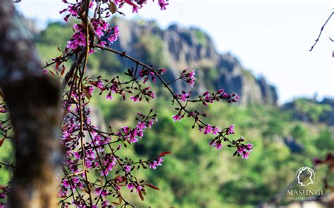 Philippine Cherry Blossoms Salinggogon at Masungi in Rizal.